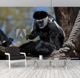 Picture of Mantled guereza Colobus guereza